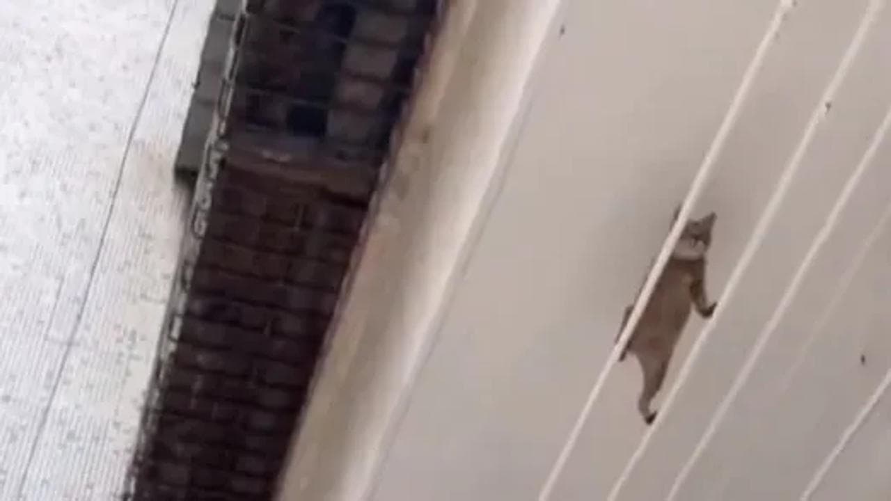 A cat's video of walking on wires went viral on internet. 