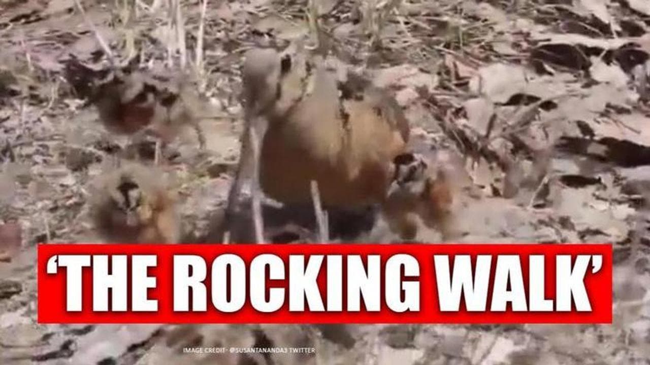 Video of American woodcock walking with its chicks breaks internet