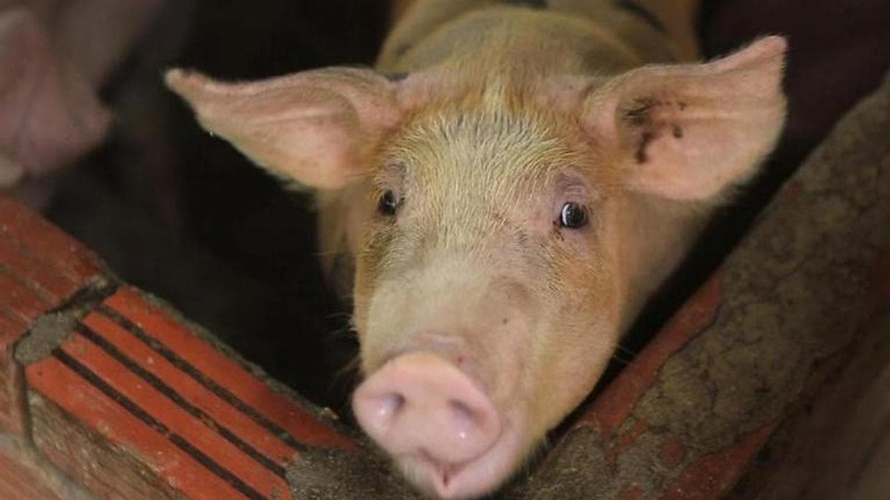 African Swine flu detected in Assam; 2,500 pigs killed in 306 villages