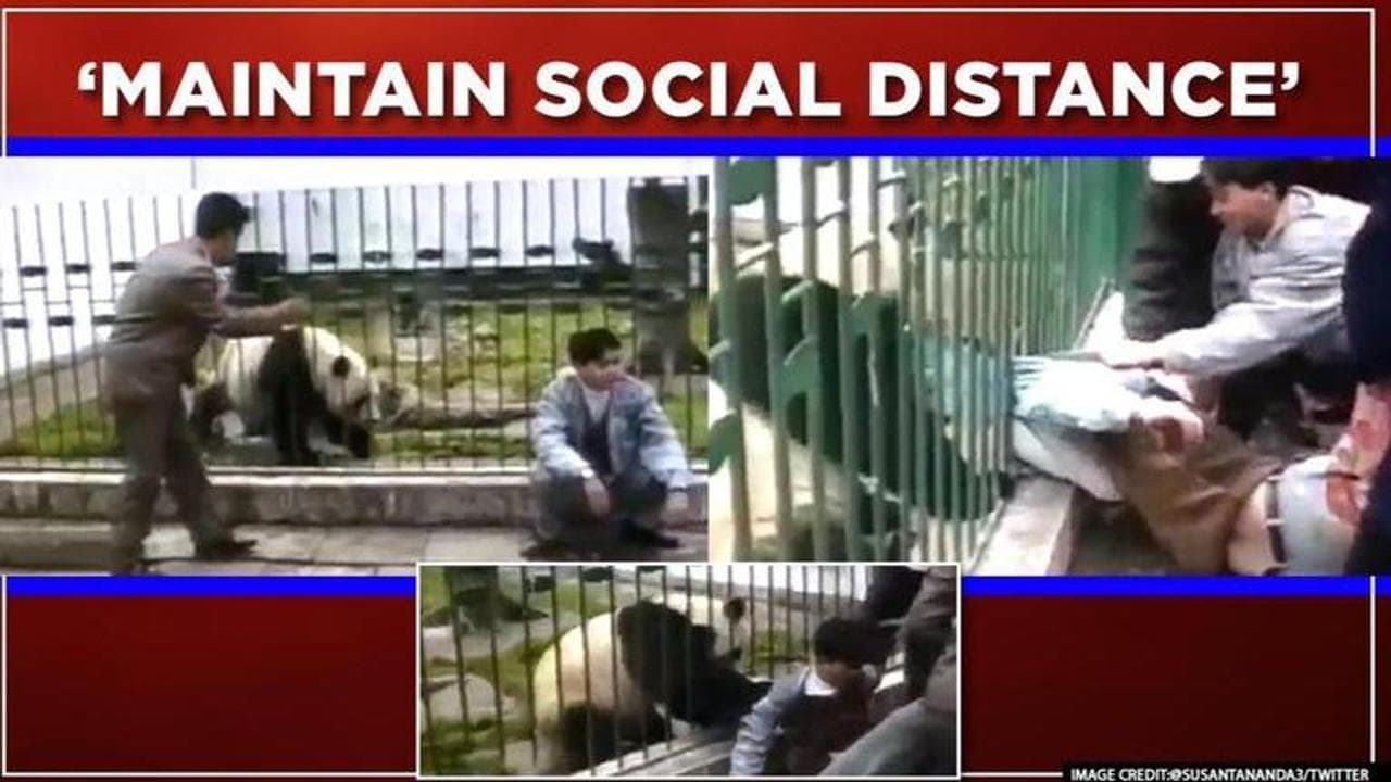 Aggressive Panda steals man's jacket in China