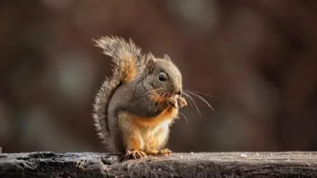 Squirrel introduces woman to her newborn babies.