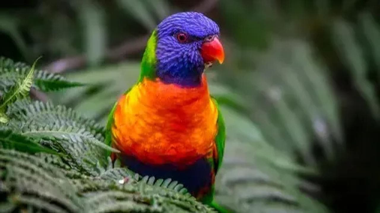 Rainbow lorikeet escape from Colchester Zoo
