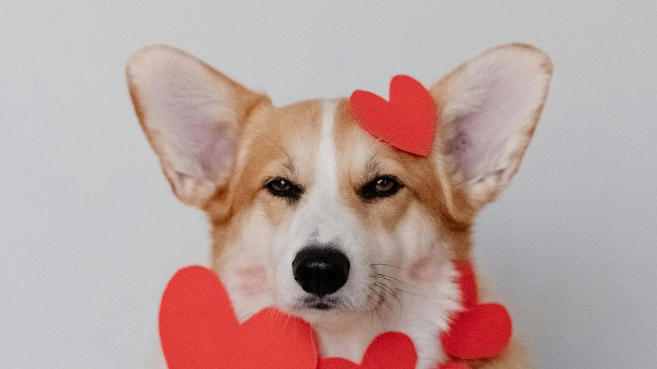Valentine's Day: Ways To Celebrate The Day Of Love With Your Pet Dog