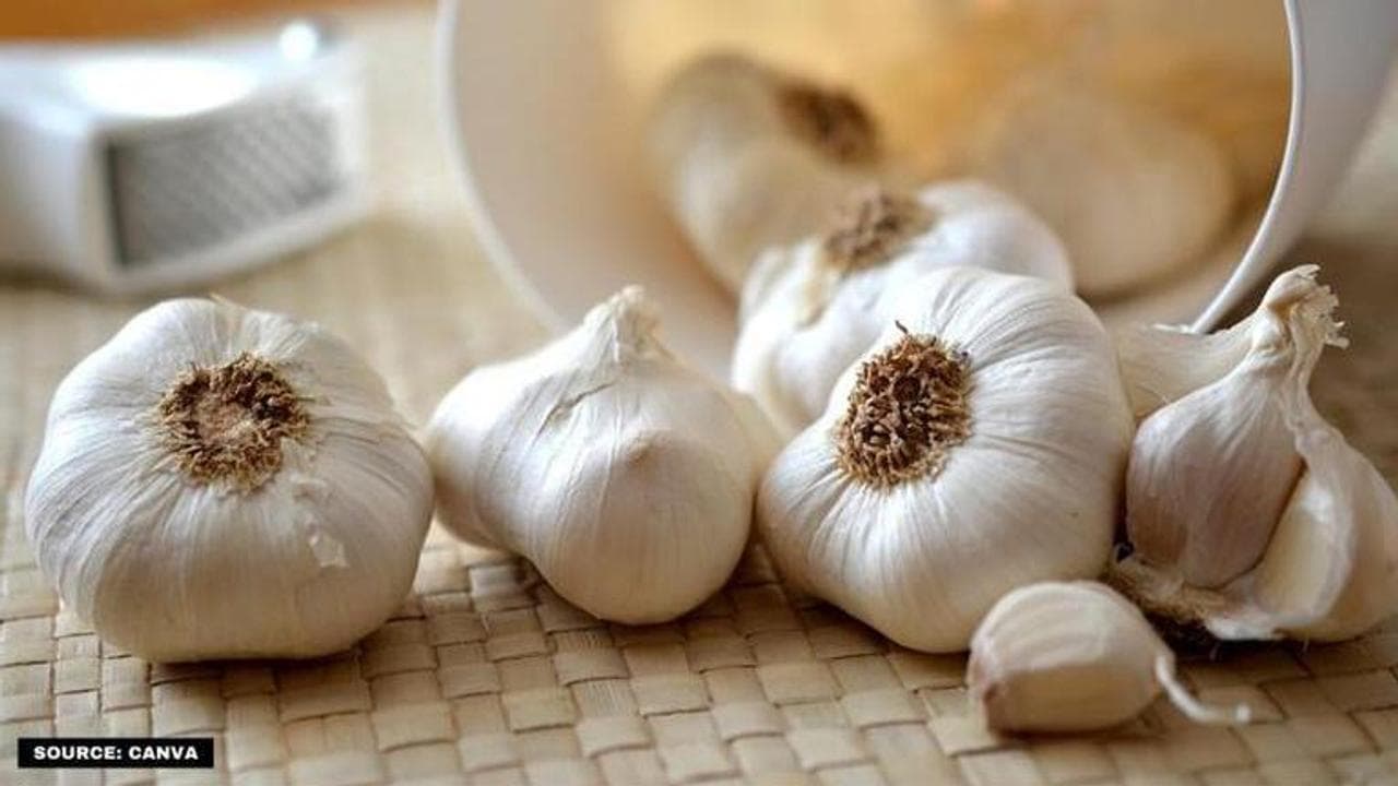 national garlic day