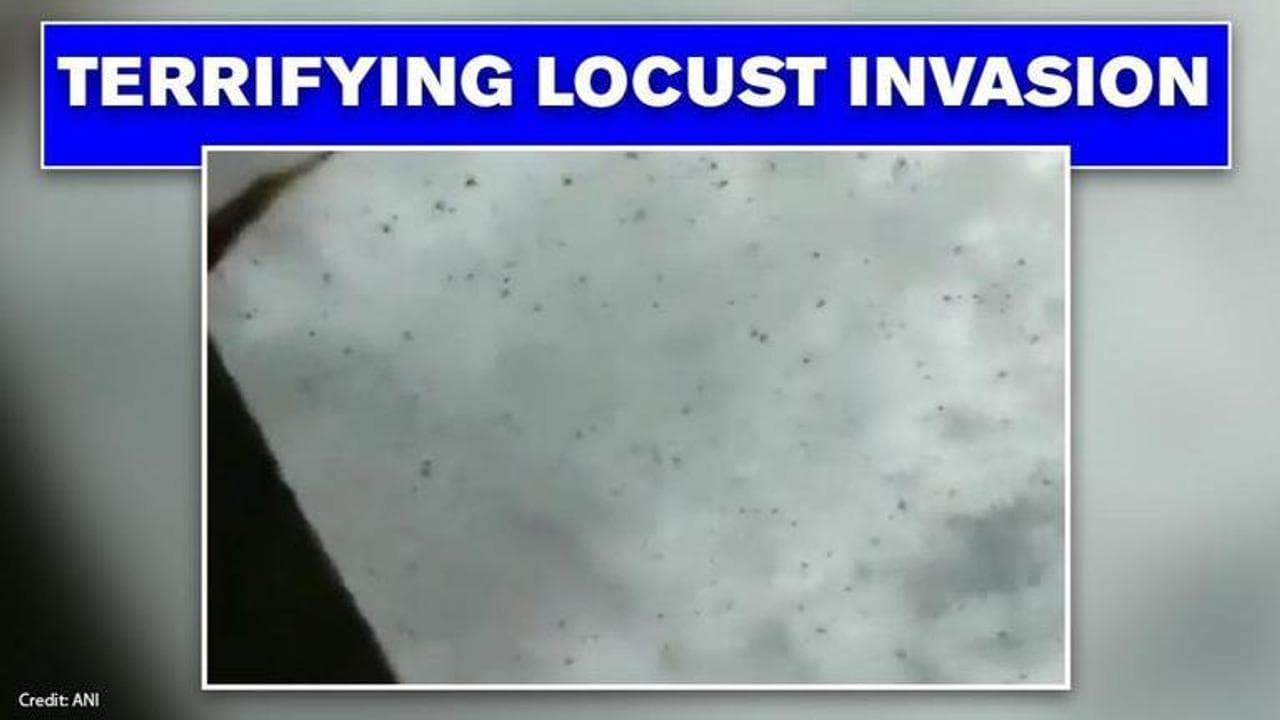 Locust Attack