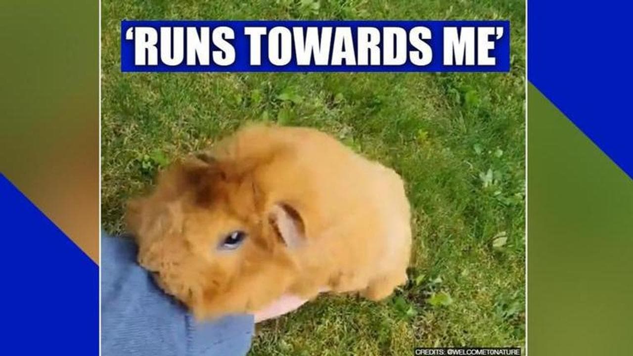 Guinea pig runs towards owner, netizens call it 'pure love'