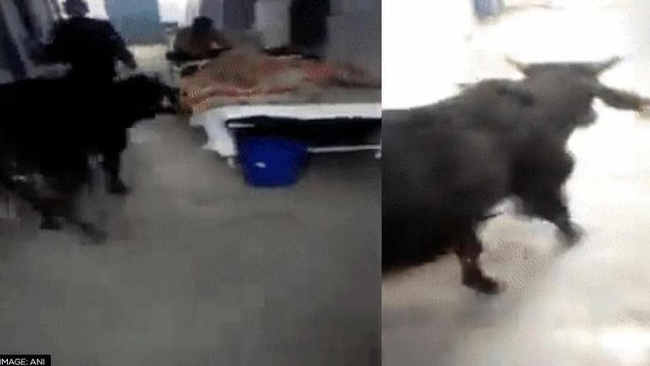 Cow roams in hospital