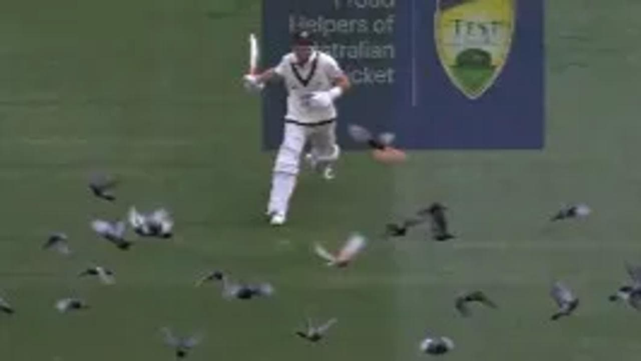 Steve Smith trying to fly away pigeons from the ground 