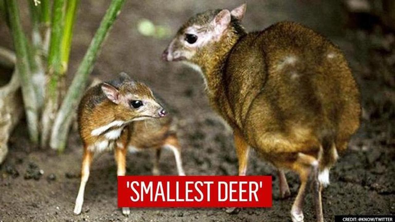 World's smallest deer weighing 1.8 kg resembles more like a mouse