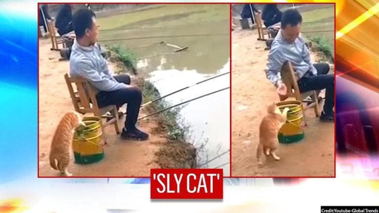 China: 'Clever' cat tries to steal fishes from angler's bucket I watch