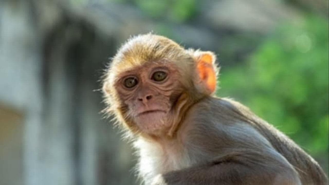 Monkey Fever: 2 Deaths, 27 Active Cases Confirmed In Karnataka
