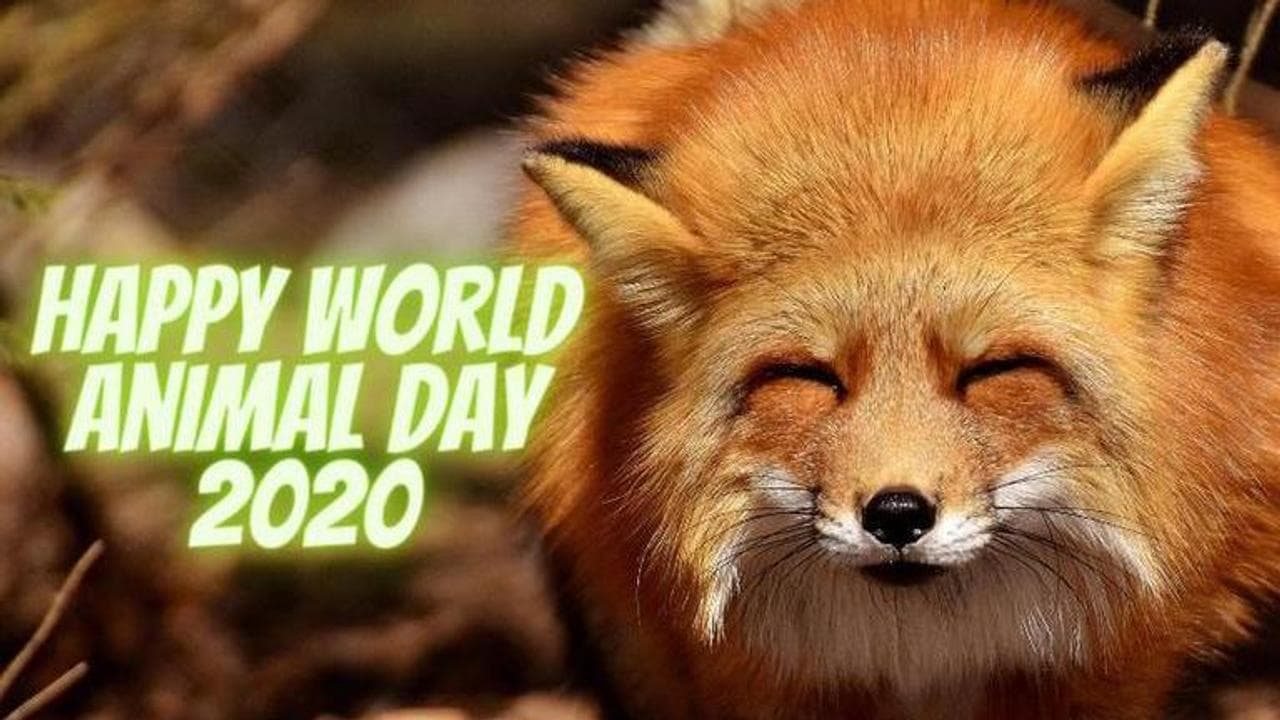 world animal day 2020