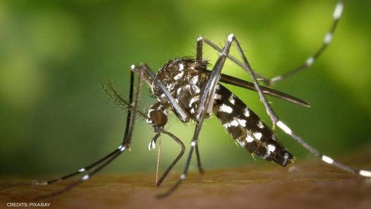 Modified Mosquitoes