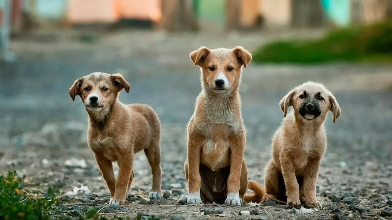 South Korea's national assembly bans consumption of Dog meat 