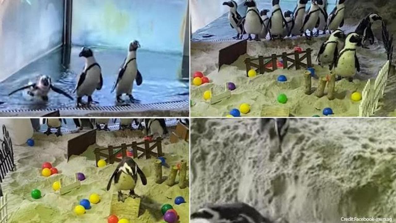 Penguins roam around, attend obstacle course in Singapore zoo amid lockdown