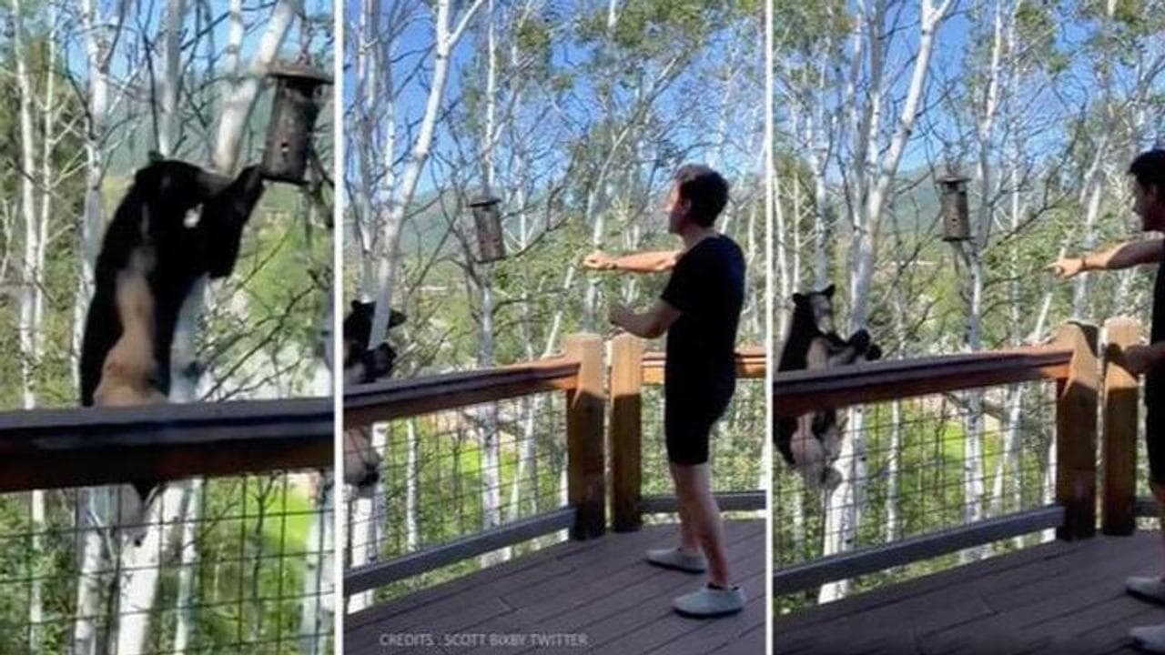 Bear climbs tree to steal from bird feeder, instead gets reprimanded by man. Watch