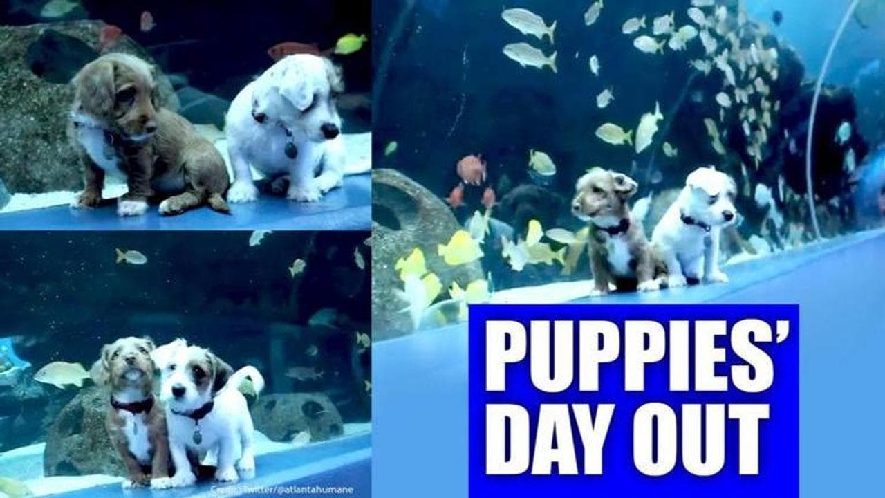 Puppies explore Georgia Aquarium  after it shut due to COVID-19 outbreak