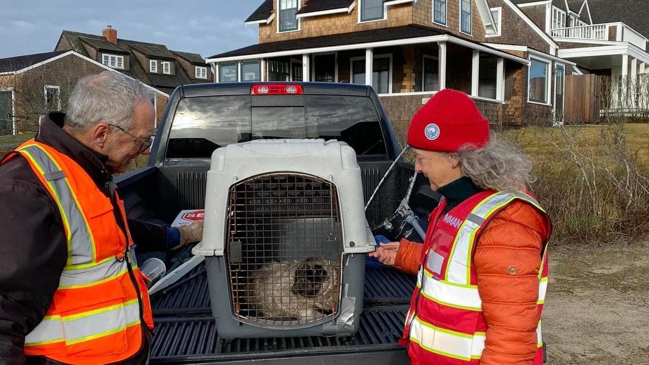 ‘Feisty’ seal pup found in the middle of a Nantucket roadway