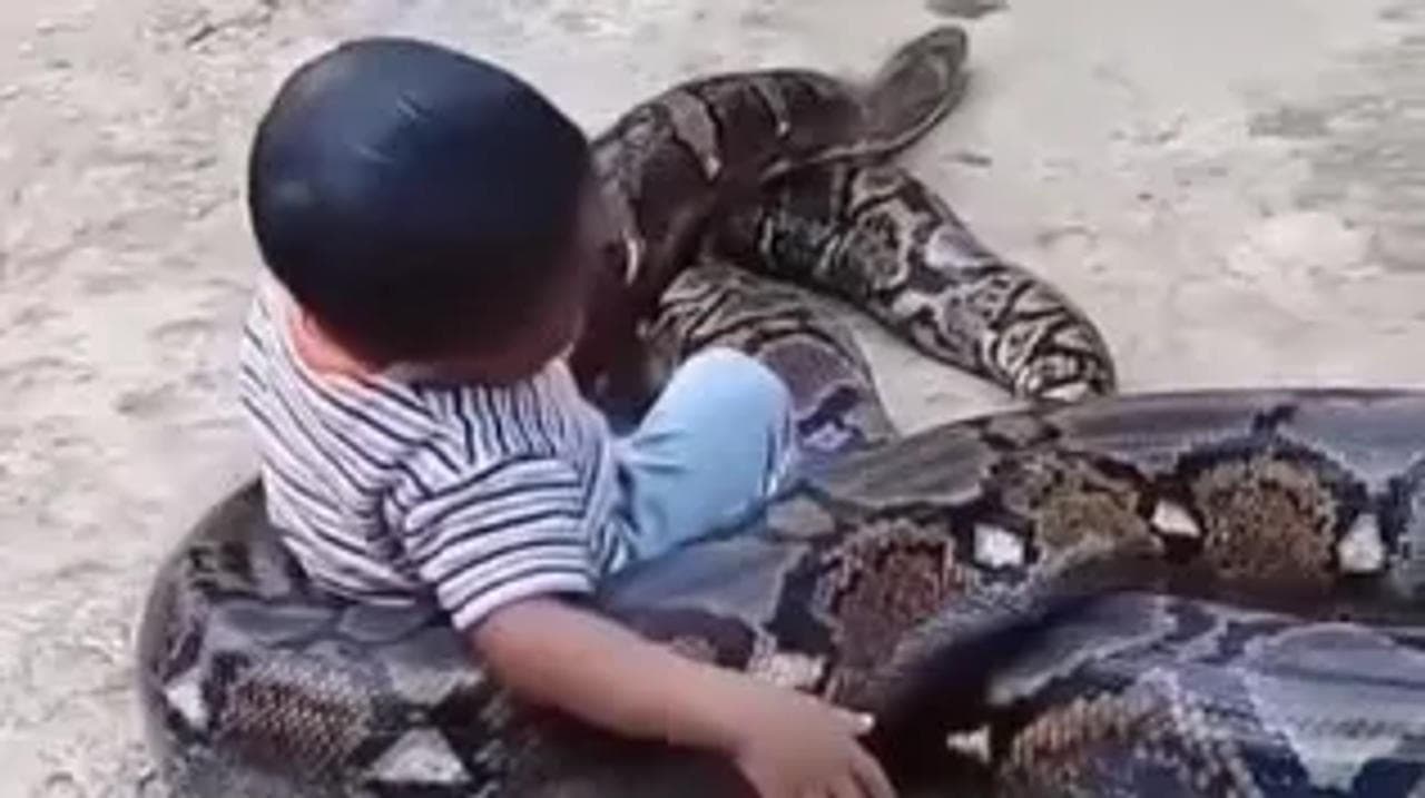Little kid plays with a giant python video went viral
