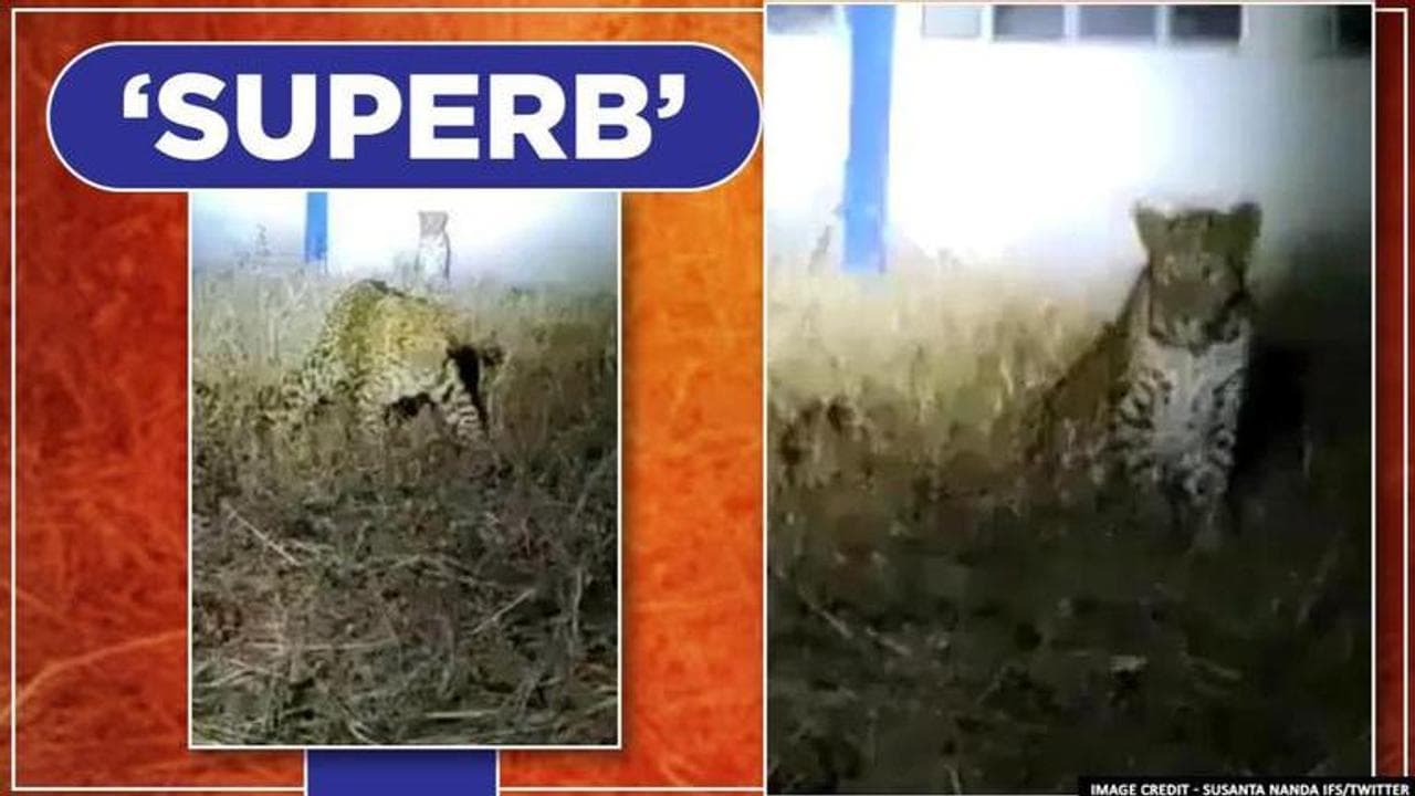 Leopards spotted 'chilling' at Deolali Air Force Station, watch video