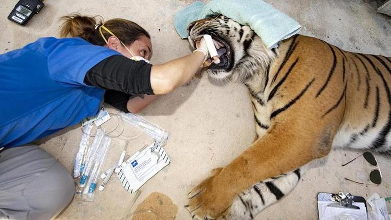 COVID-19: Tigers tested for coronavirus in US, photographs emerge