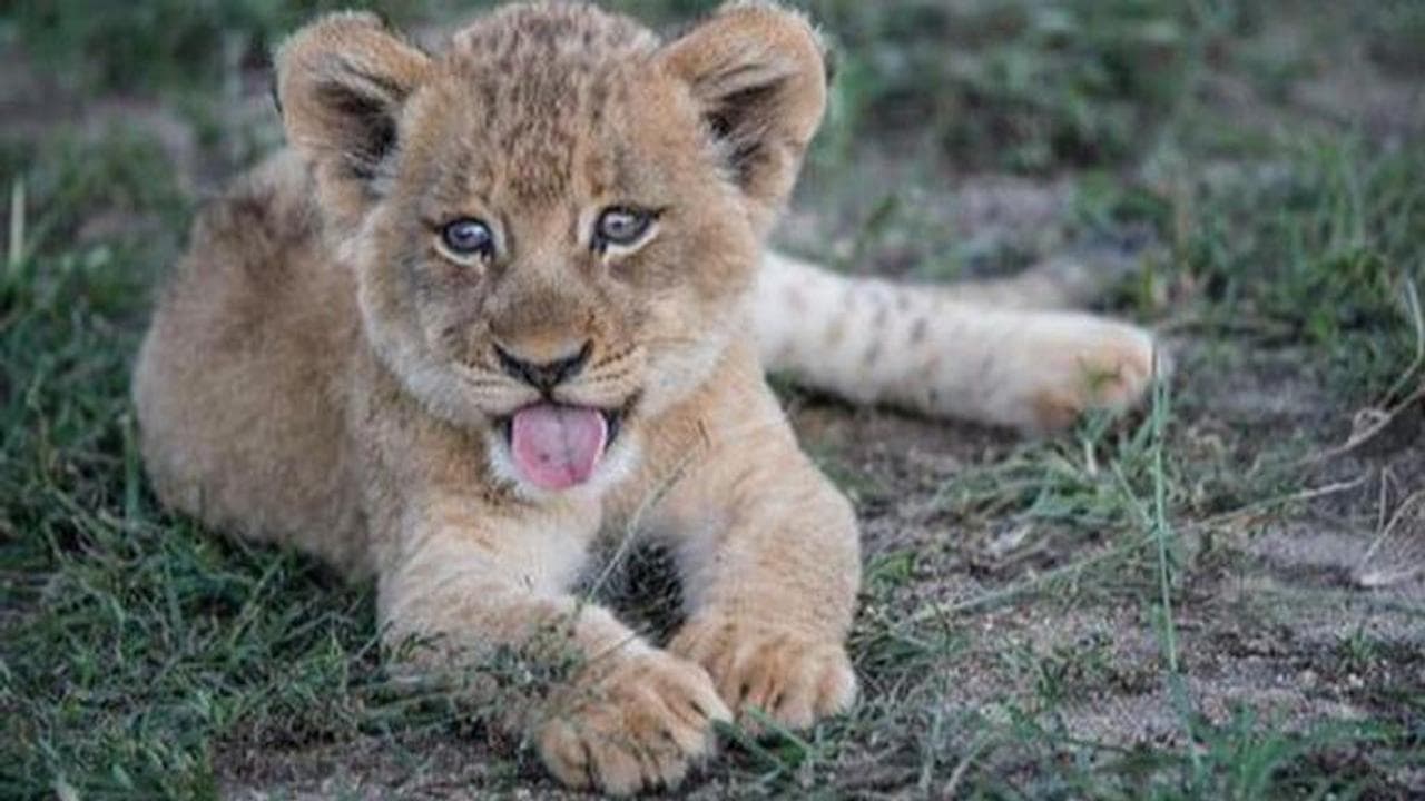 Lion cub, Gir forest
