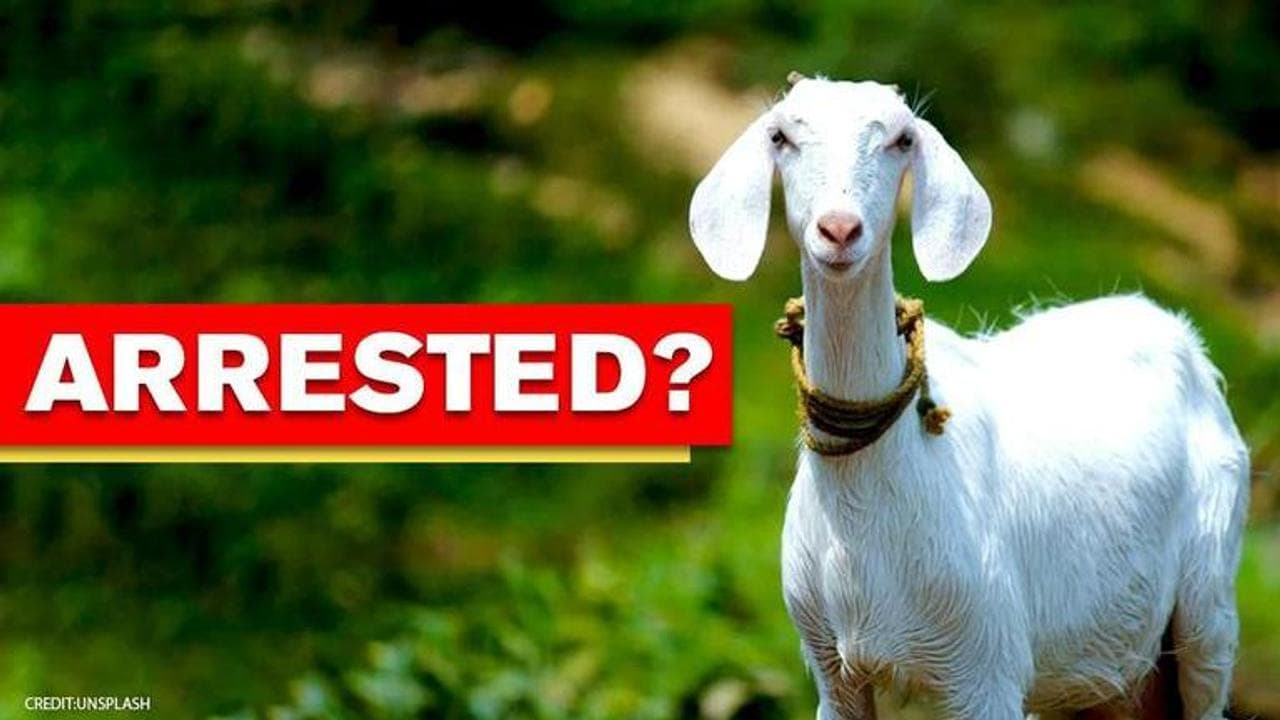 Goat arrested by Kanpur Police for not wearing mask amid COVID-19? Know the truth