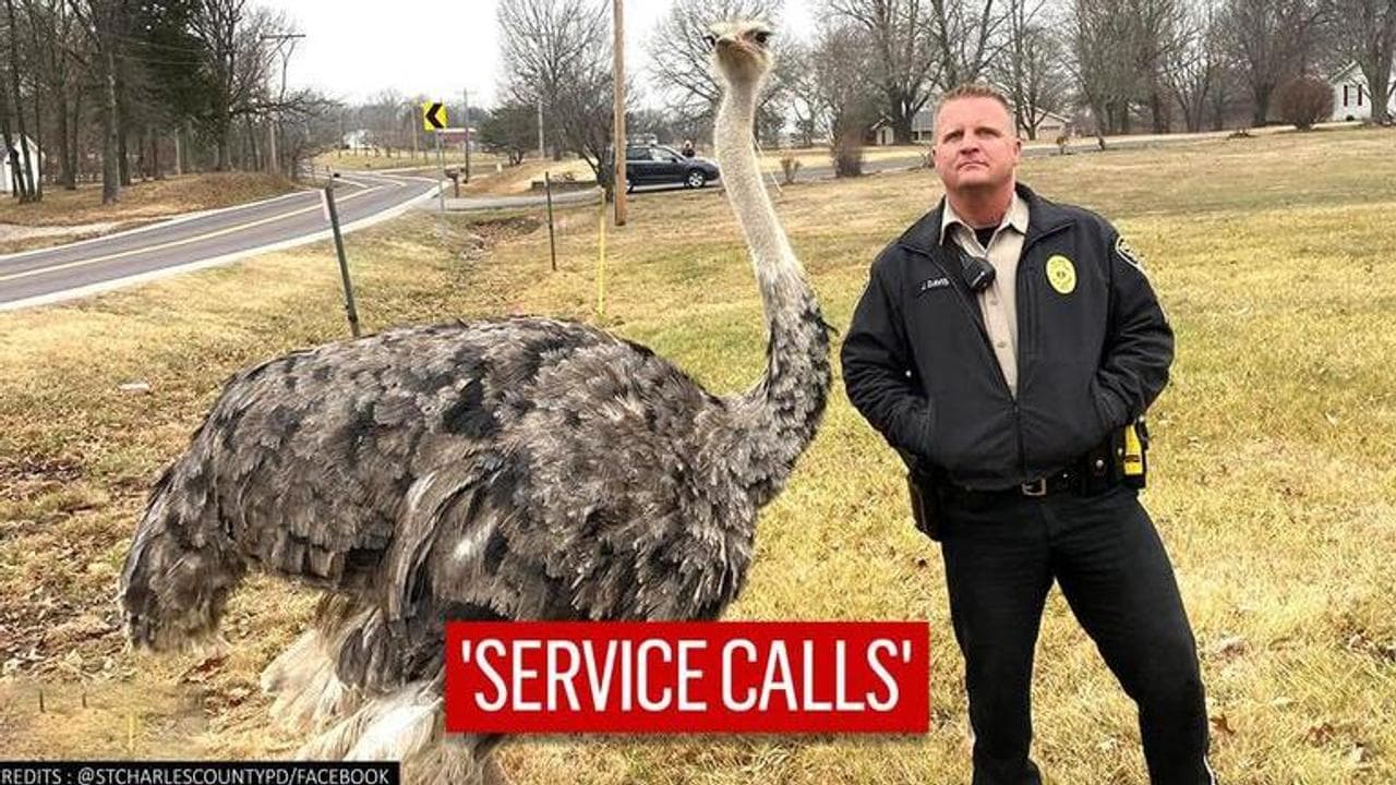 US: Cop escorts ostrich after it goes on surprise stroll, netizens in chuckles