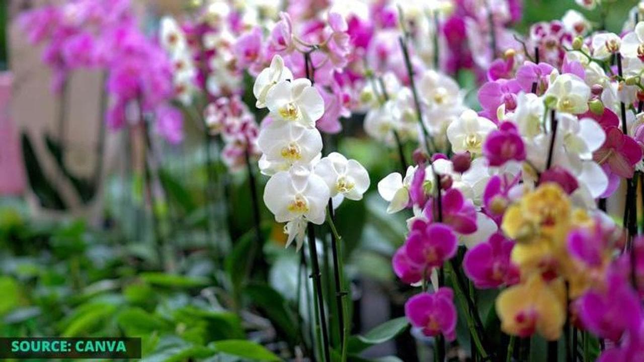 What is national orchid day