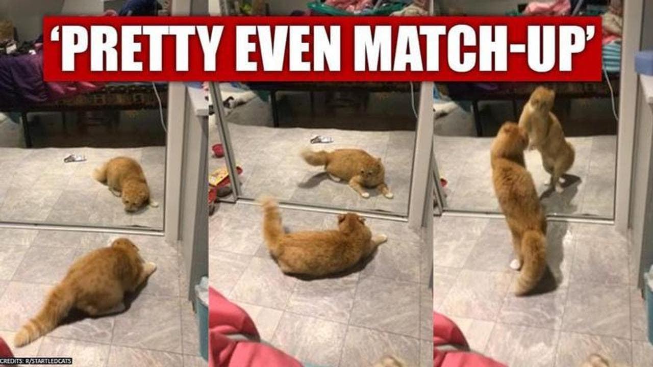 Cat battling its mirror twin has internet go 'aww'