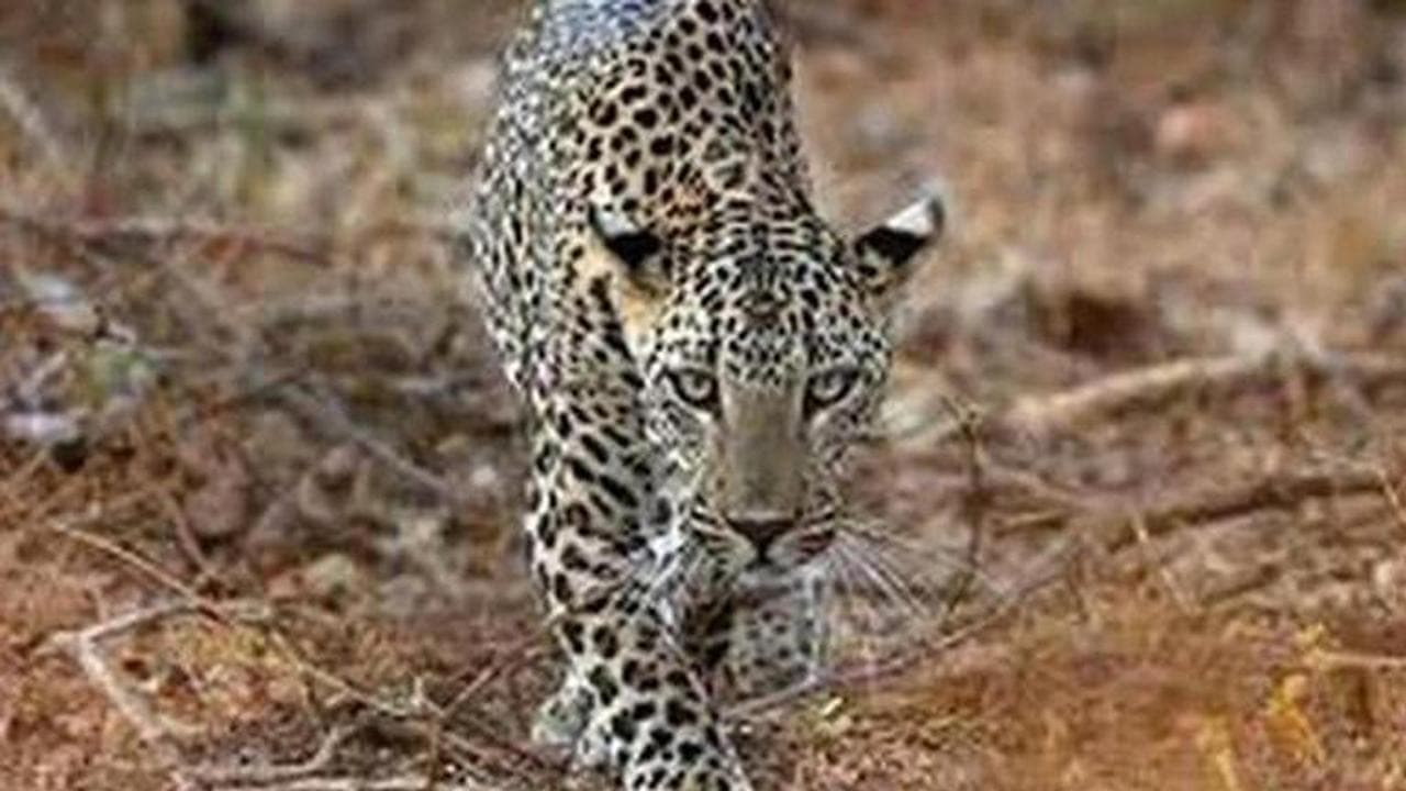 Hyderabad: Leopard spotted on city outskirts escapes to forest area