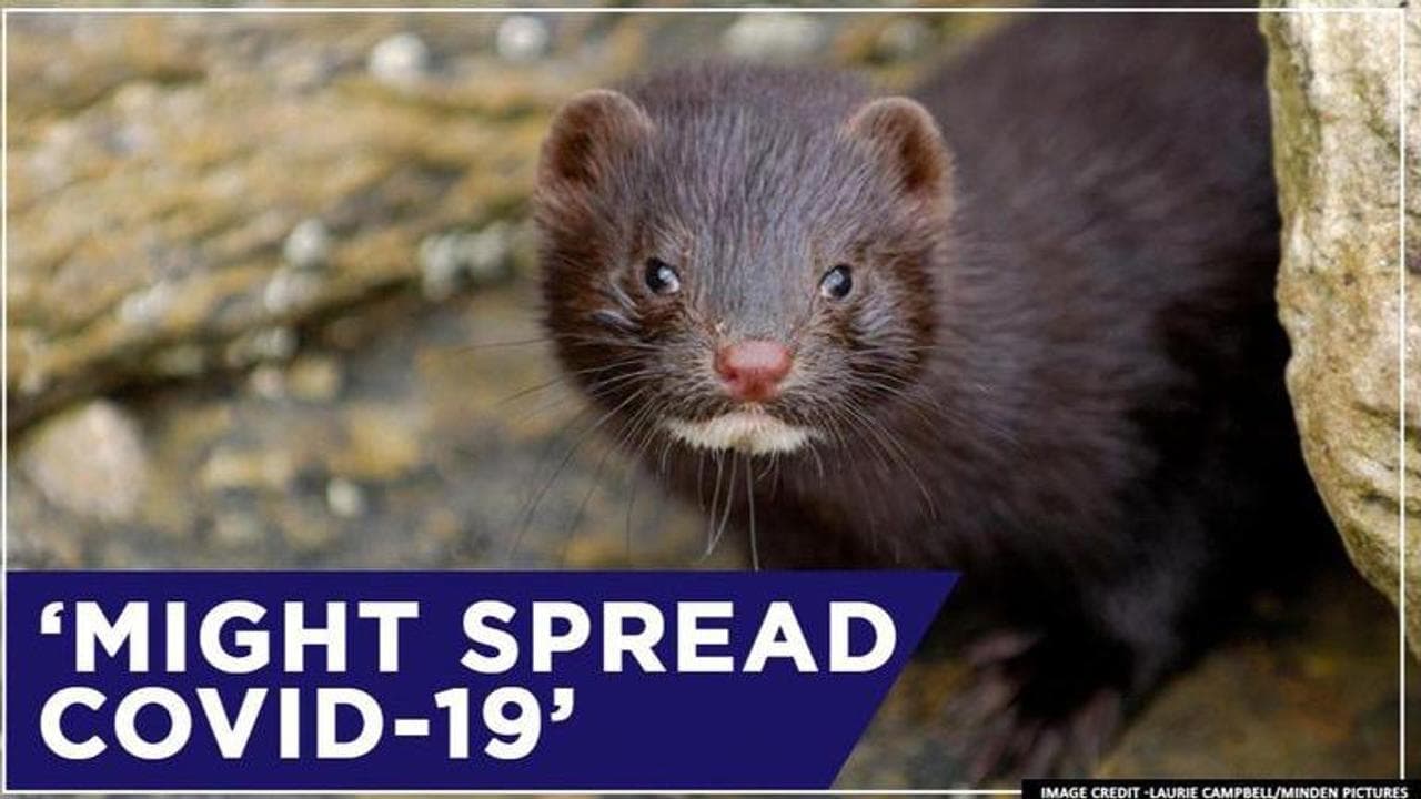 Dutch authorities suspect minks of spreading COVID-19, call for tests