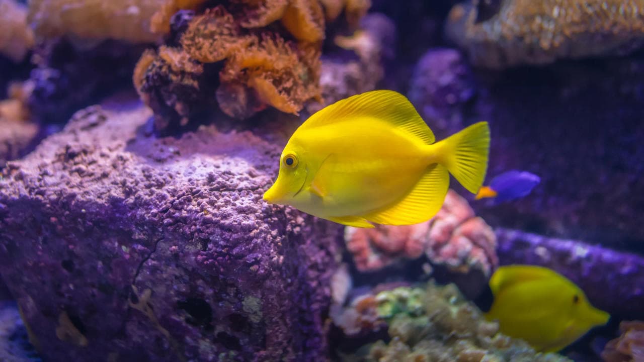 Tips to clean fish tank