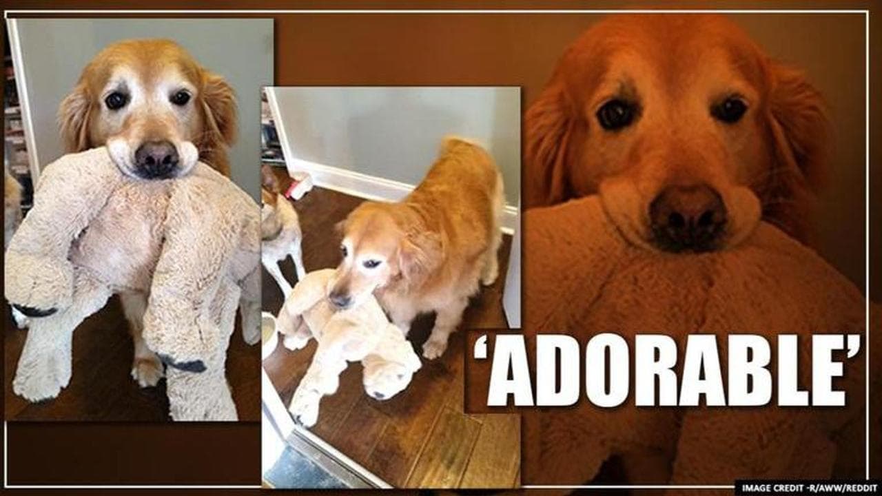 Dog who welcomes people with her stuffed animals is winning hearts on internet