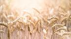 Government hikes wheat MSP