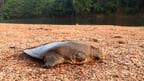 Kerala: Rare Turtle Discovered