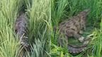 Farmers Found Crocodile Roaming in Farmland In Nalgonda