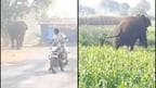 Wild Elephant Entered In The Belagavi City, Spreads Panic Wave 