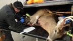 Scientists Concerned About Human Infection of Zombie Deer Disease
