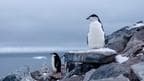 First Case of Bird Flu in Antarctica 