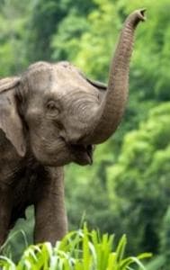 Elephant Attack: Woman Killed, Two Others Injured in Gadchiroli