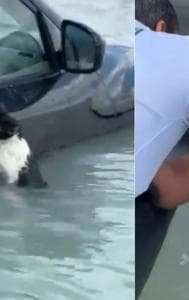 Cat rescued amid Dubai flood, video goes viral