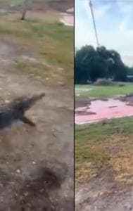 Man goes fishing catches alligator, video viral