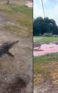 Man goes fishing catches alligator, video viral
