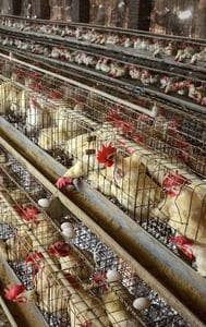 The Jharkhand government sounded an alert after bird flu cases were reported in a state-run poultry farm in Ranchi.