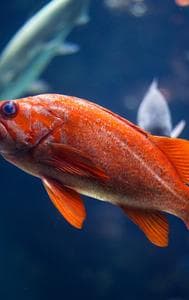 Busting Common Myths About Keeping Fish As Pets