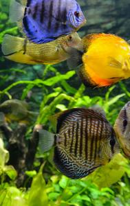 How To Keep Your Aquarium Cool In Summer