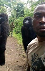 Two Gorillas pose For A Selfie