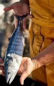 World Tuna Day 2024: Marking the Date, Reflecting on History 