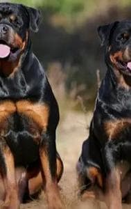 5-Year-Old Girl Injured In Rottweiler Attack Sparks Debate On Pet Owners